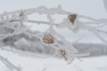 Winter scene with tree branches in foreground outdoors on overcast day