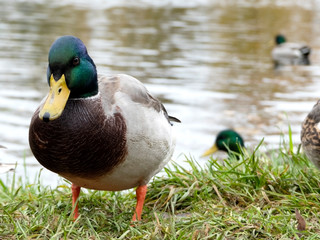 Canard en gros plan
