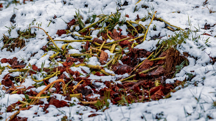 variegated frozen plants covered by snow in the winter field
