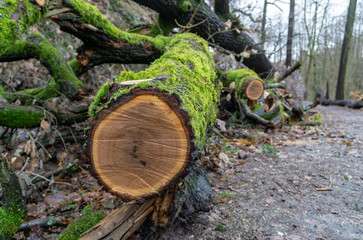pile of logs in the forest