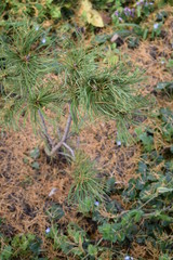 Iglaki w jesiennym ogrodzie © Anna