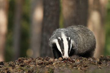 Badger in forest, animal nature habitat, Meles meles