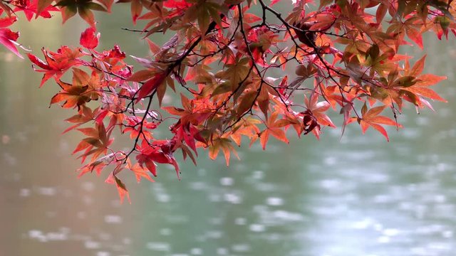 Japanese maple leaves during momiji season at Kenrokuen garden, Kanazawa, Japan.