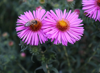 The bee sucks nectar on the purple astra.Blurred background. Nature concept.