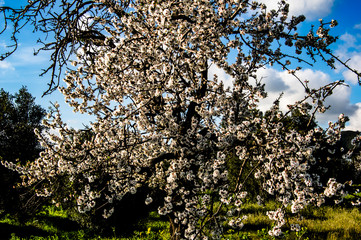 Almond flower Almond Tree Close-up Macro Photo