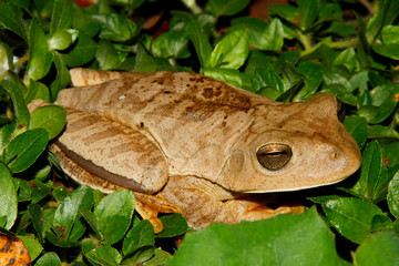 frog resting on leaf