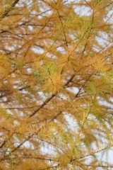 Jesienne modrzewie © Anna