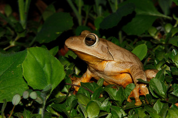 frog on leaf