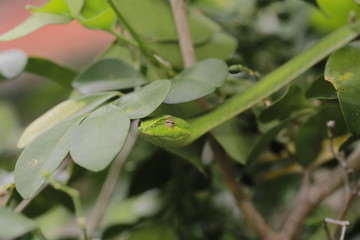 Oriental whip Snake Ahaetulla on the tree