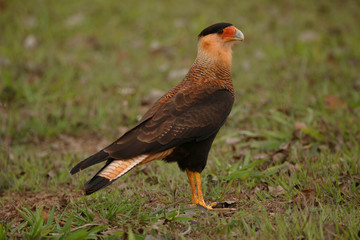 Falcon on grass