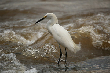 Egret in water