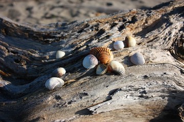 smooth and soft and warm shapes on wood. abandoned wooden logs on the sea beach. sunny winter day. sea ​​salt reaches everywhere and reaches all of nature