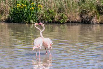 Flamingos in the Camargue