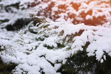 green fir branches covered with snow in winter park