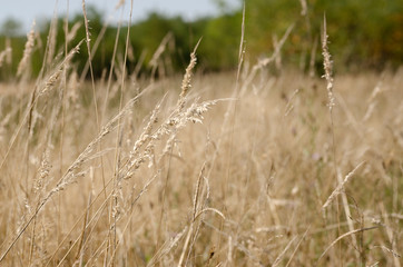 Obraz premium wild flower field in the summer time