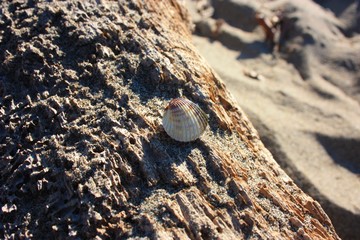 shells on wooden trunk at the sea. winter season.