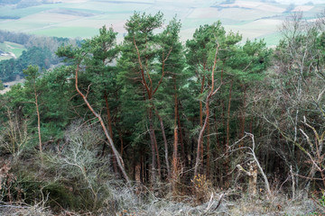 Krumme Bäume