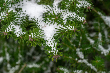 green leaves of a tree with snow