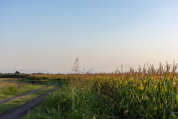 Views of Basso Lodigiano Landscapes