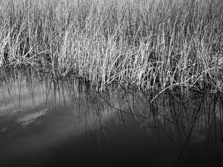 Wetland Reeds