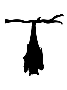 baum ast h&auml;ngende fledermaus silhouette kopf&uuml;ber decke oben schlafende s&uuml;&szlig; niedlich umriss flughund design clipart