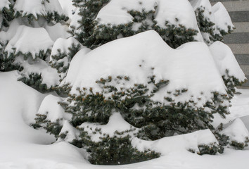 spruces under the snow, branch space, covered with large white snow caps, winter, snowfall, only the tips of the needles of trees are visible