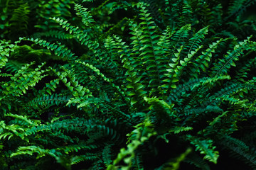 Scenic background for the design of fern thickets. Selective focus. FERN - Spring green in the forest floor