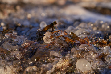 Close up of frozen Bladderwrack partly inside ice on shore in Helsinki, Finland by the Baltic Sea