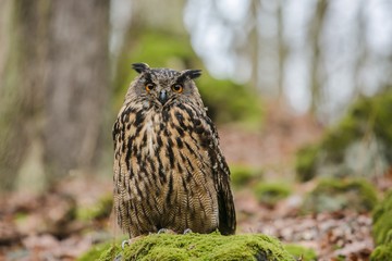 Portrait of brown, beige and white Euroasian eagle owl, Bubo bubo, with orange eyes sitting on a rock covered with green moss in a forest, blurry blue and brown background