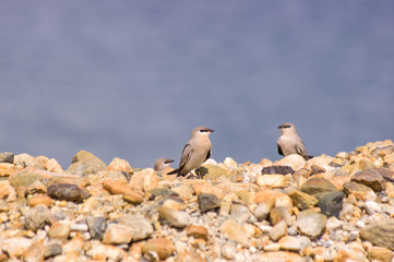 Small Pratincole