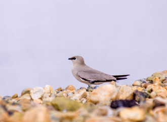 Small Pratincole