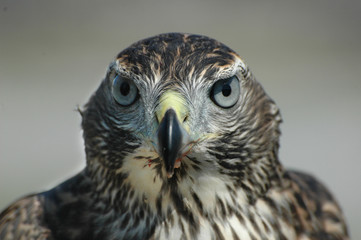 Portrait of Goshawk