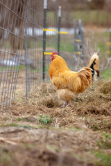 Orpington rooster on farm 