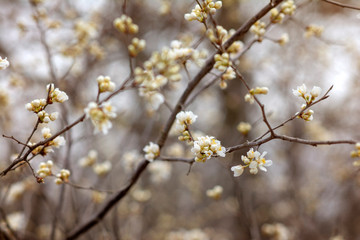 Cherry Tree buds 