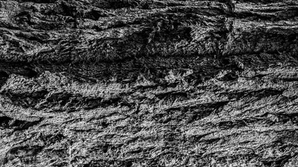 Black and white textured background of tree bark, close up