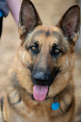 portrait of german shepherd