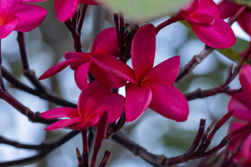 red flower