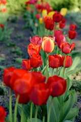 red tulips flowers - Tulipa X Hybrida hort. Oxford