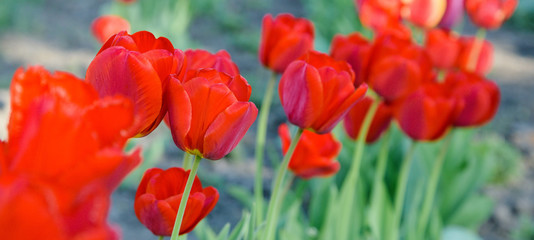 Obraz premium red tulips flowers - Tulipa X Hybrida hort. Oxford