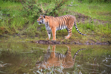 Fototapeta na wymiar Amur Tiger Standing next to Water with Reflection