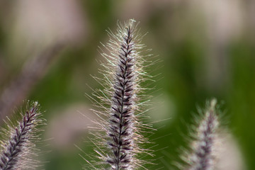 Fototapeta premium plantas