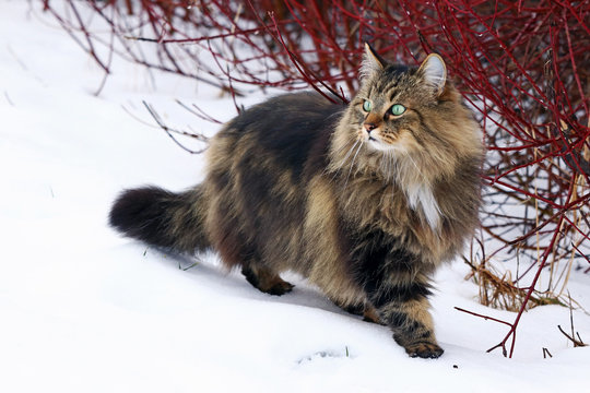 Eine hübsche junge Norwegische Waldkatze auf der Jagd im Schnee 