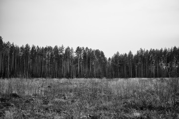 On the edge of the forest. Trees