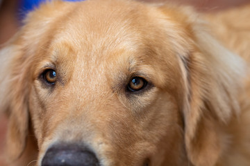 golden retriever dog
