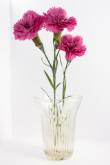 Red dianthus in a glass vase on white background