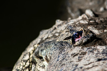 cocodrilo