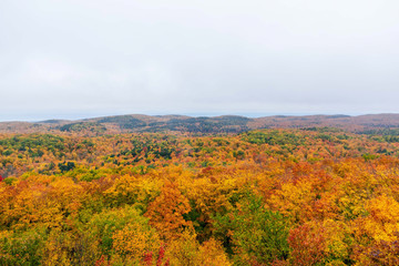 Colorful tree canopy in Porcupine Wilderness State Park