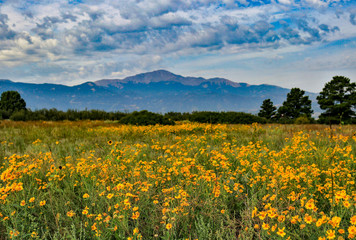 Field of flowers with Pikes Peak