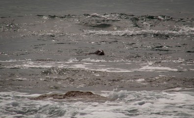 Fototapeta premium sea lion