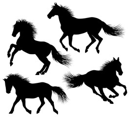 horse silhouette with detailed hair vector illustration design